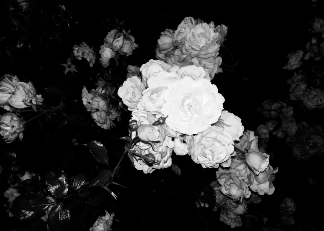 Sick Rose