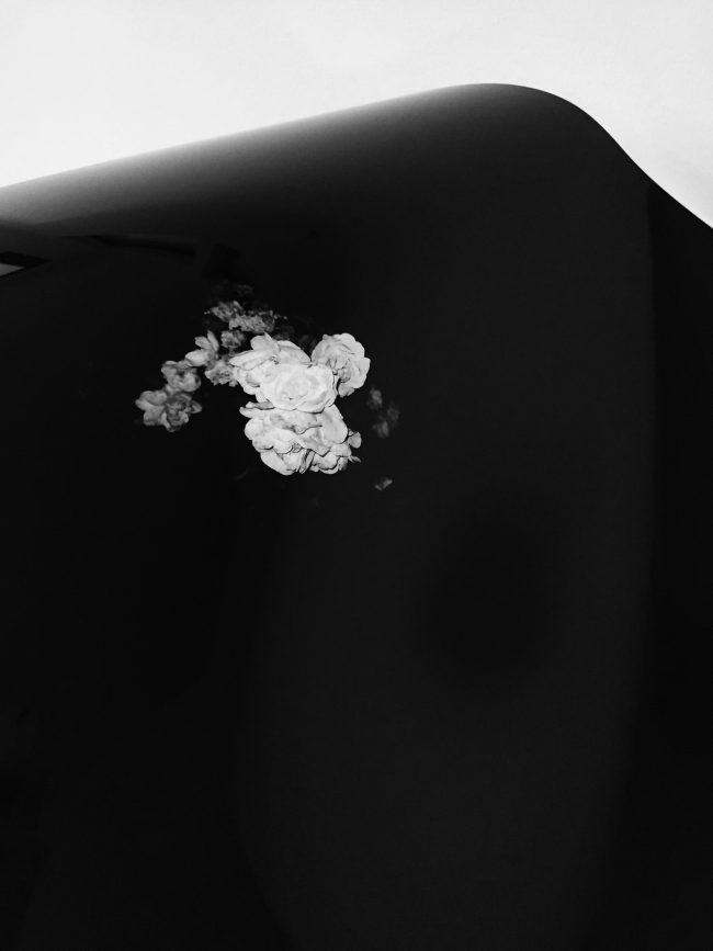 Sick_Rose_IV_x