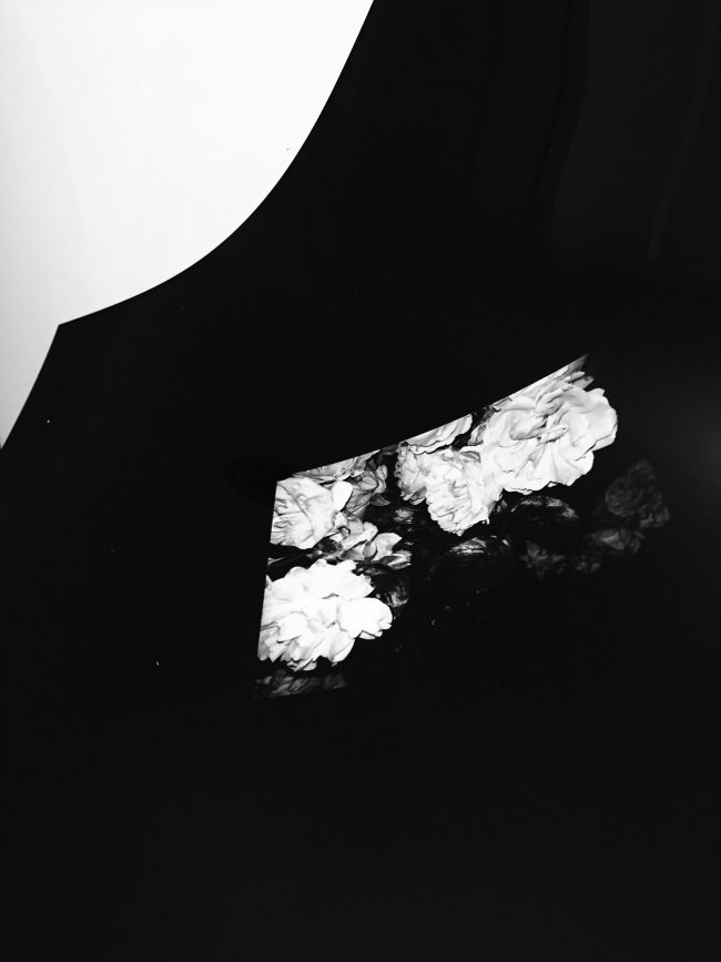 Sick_Rose_VI_x